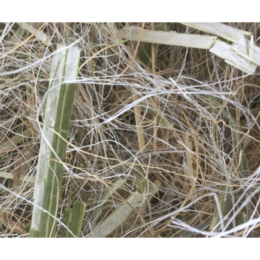 Sisal Fibre Νήμα Misto για Παπαγαλοειδή