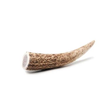 Cervus Elaphus Natural Deer Κέρατο Ελαφιού